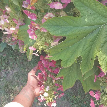 Bateau Entre Lille Et Paris *